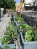 Rooftop garden